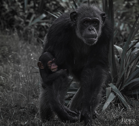 Chimpanzee mom and baby